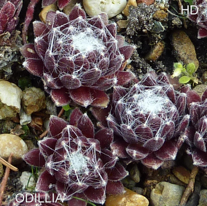 Odillia
