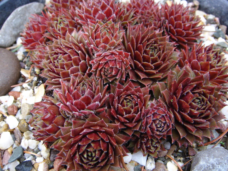 Heigham Red