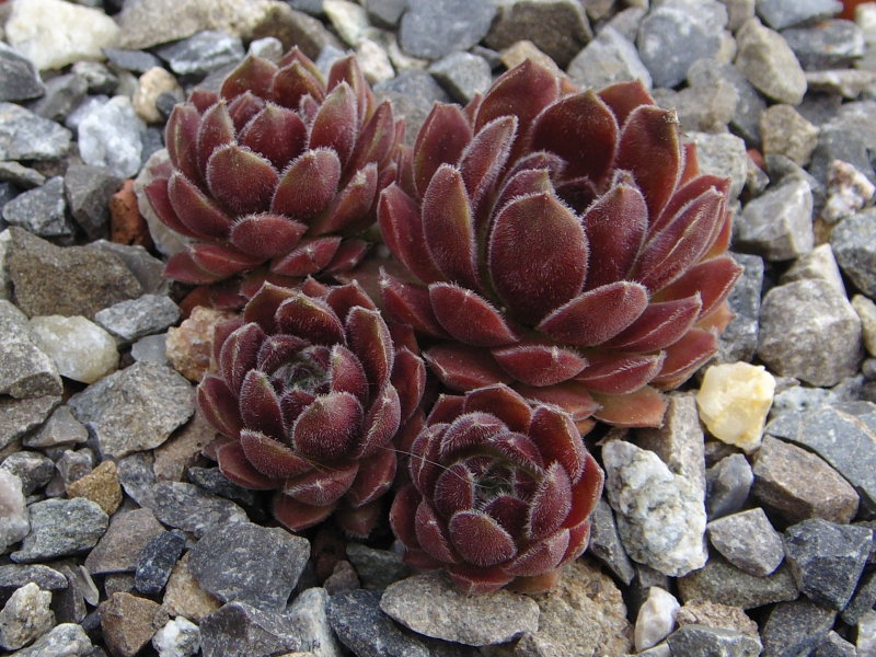 Niphetos