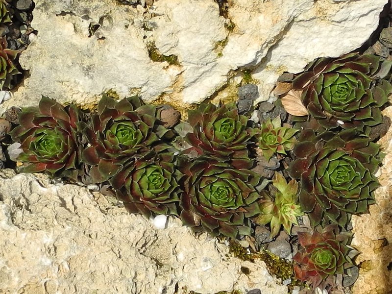 Haynaldii