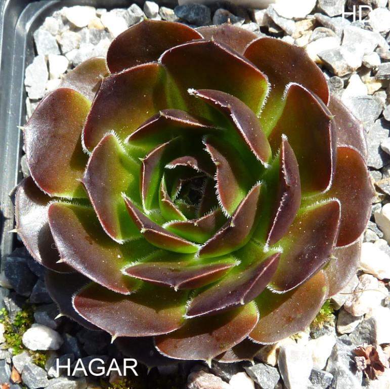 Hagar / Jovi