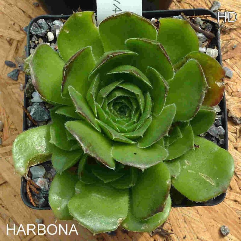 Harbona / Jovi