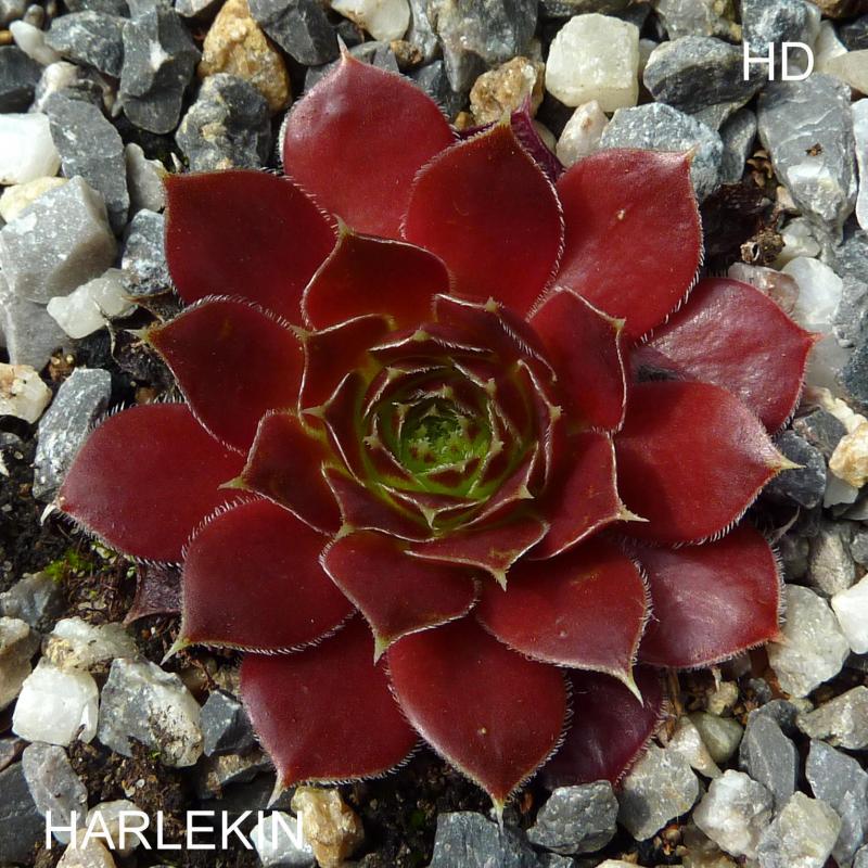 Harlekin / Jovi