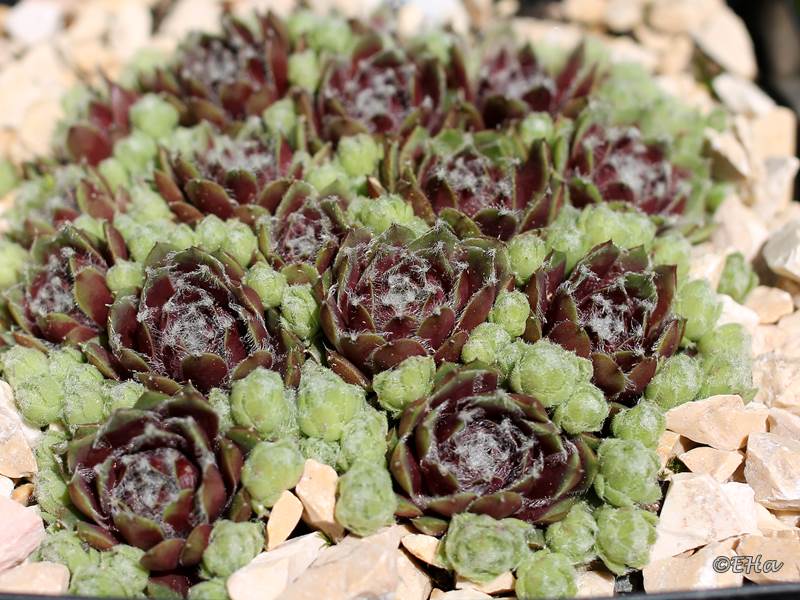 Havendijks Snow