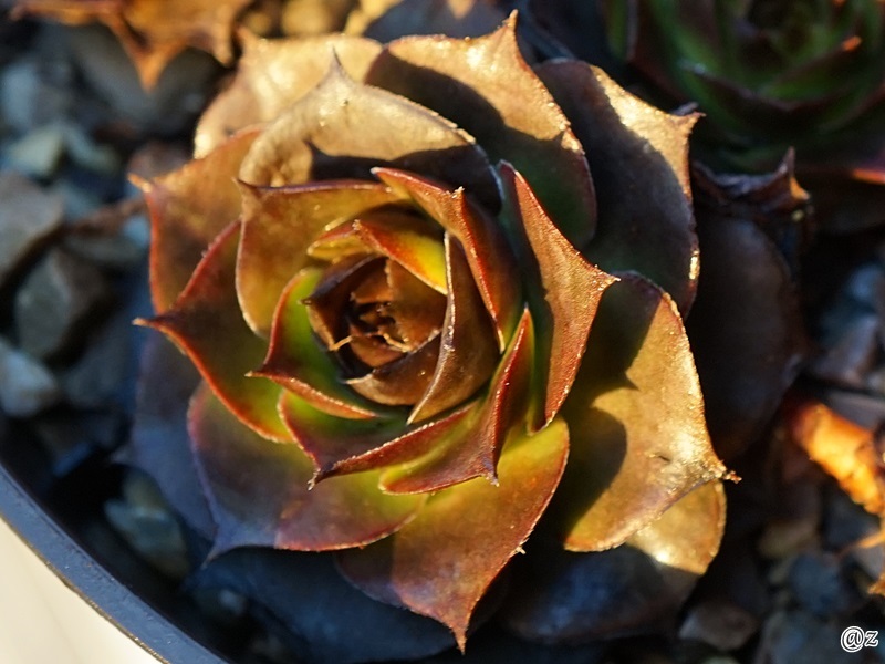 Havendijks Rose