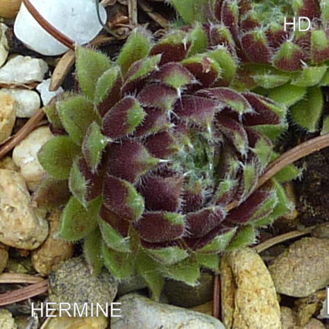 Hermine