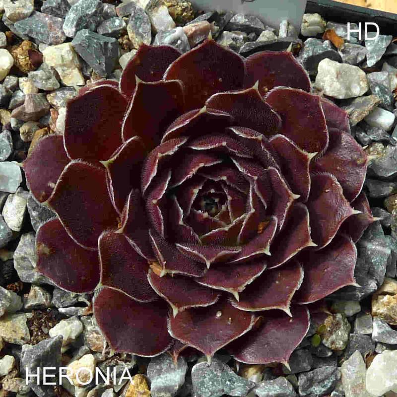 Heronia / Jovi