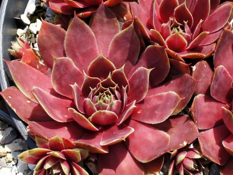 Herringer Rose