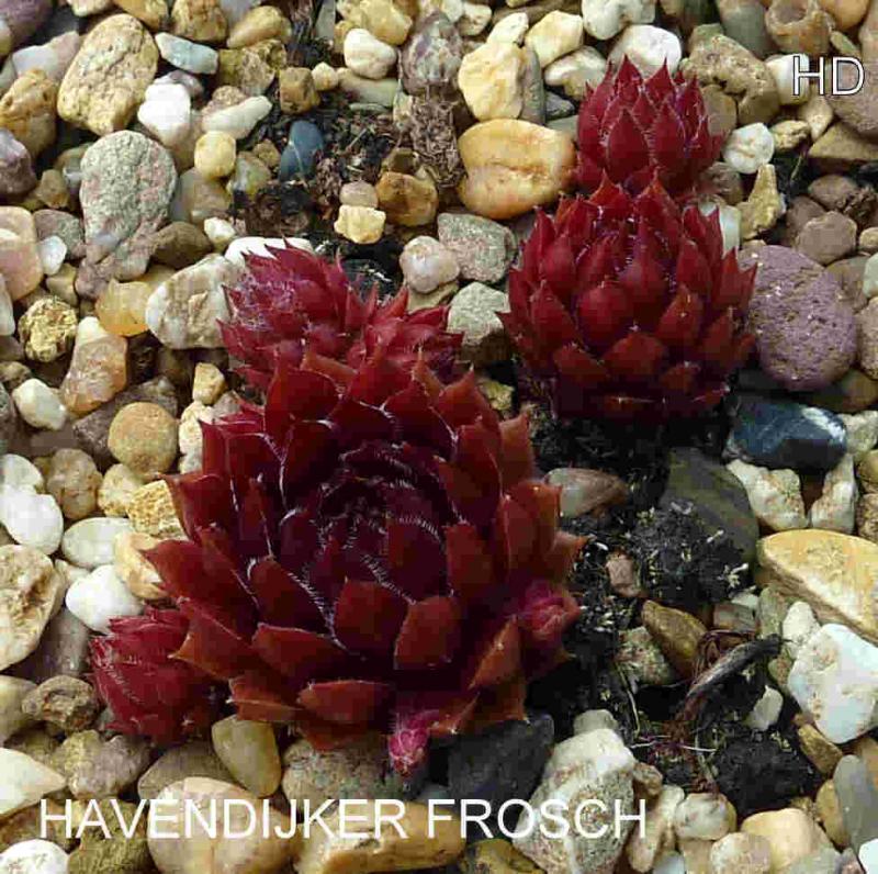 Havendijker Frosch