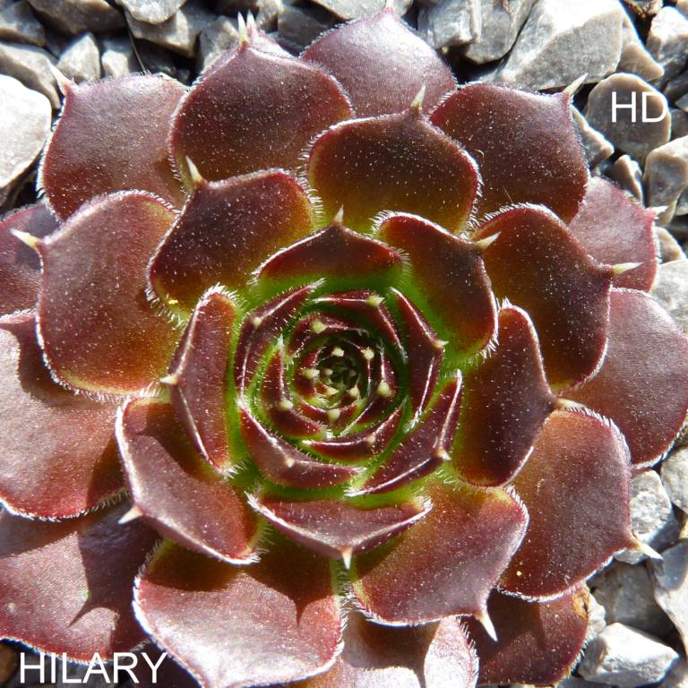 Hilary / Jovi