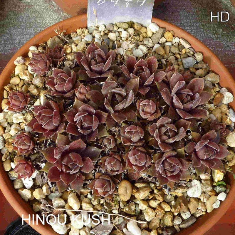 Hinou Kush
