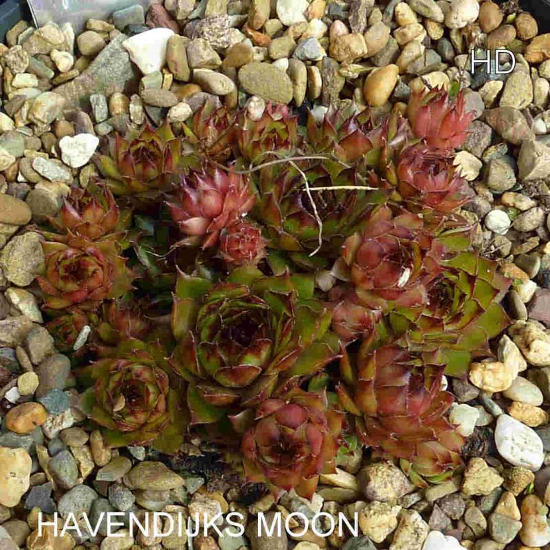 Havendijks Moon