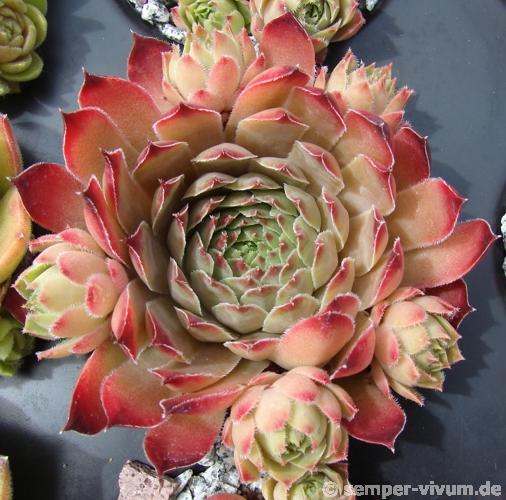 Hocus Pocus