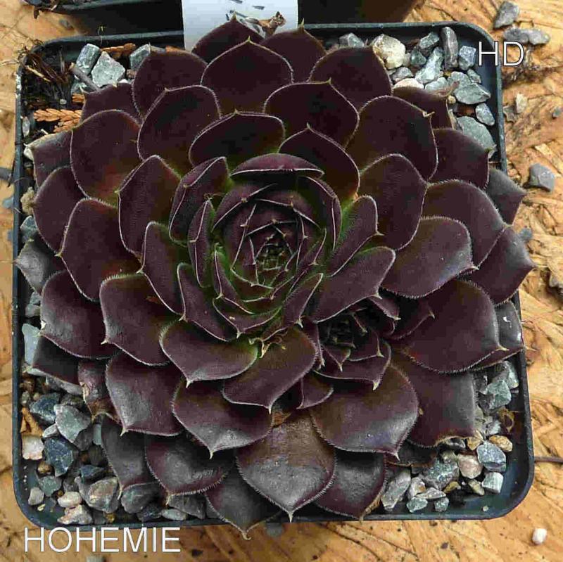 Hohemie / Jovi