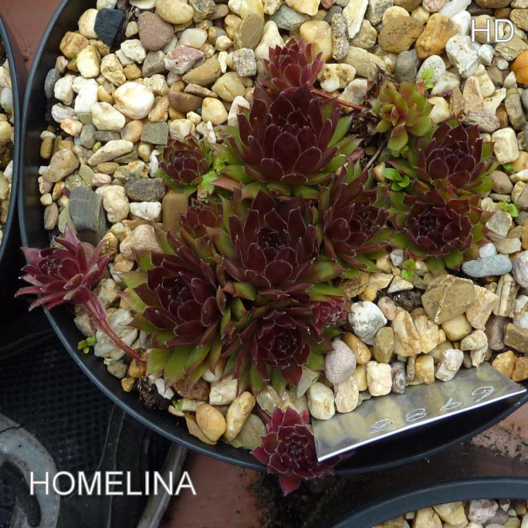 Homelina