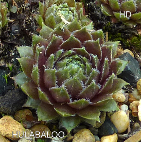 Hulabaloo