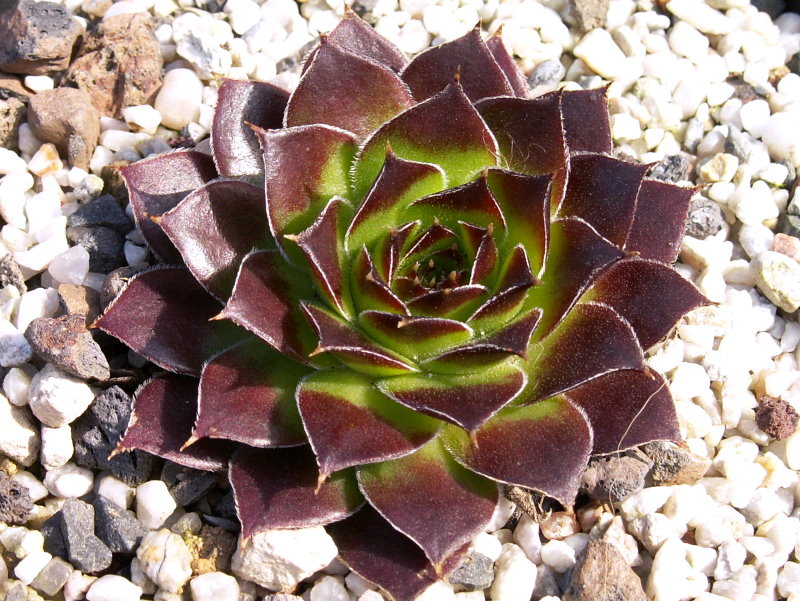 Hortensia / Jovi