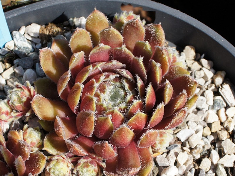 Haullauer's Seedling