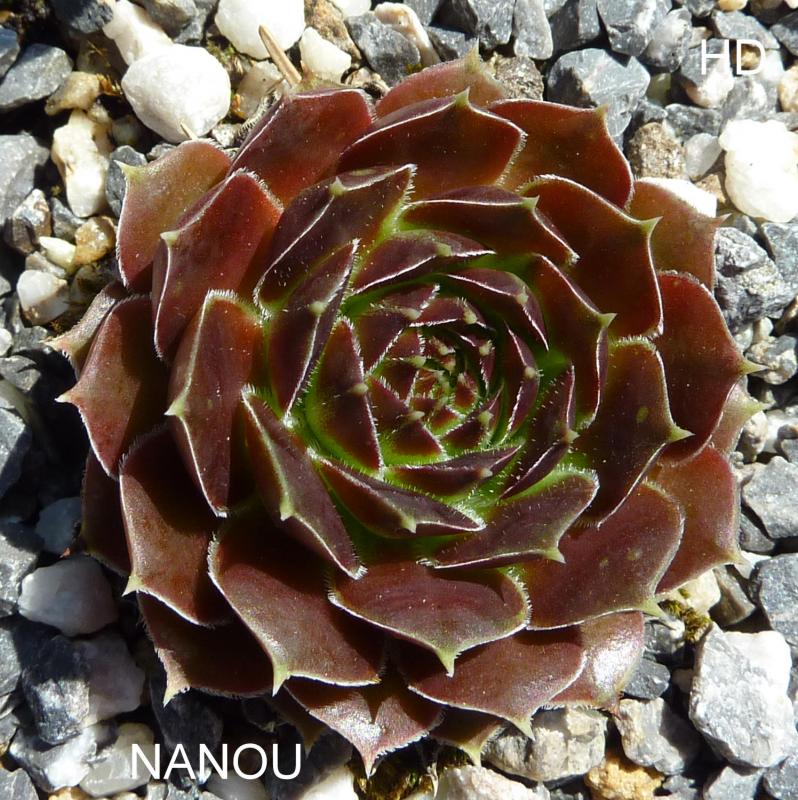 Nanou / Jovi