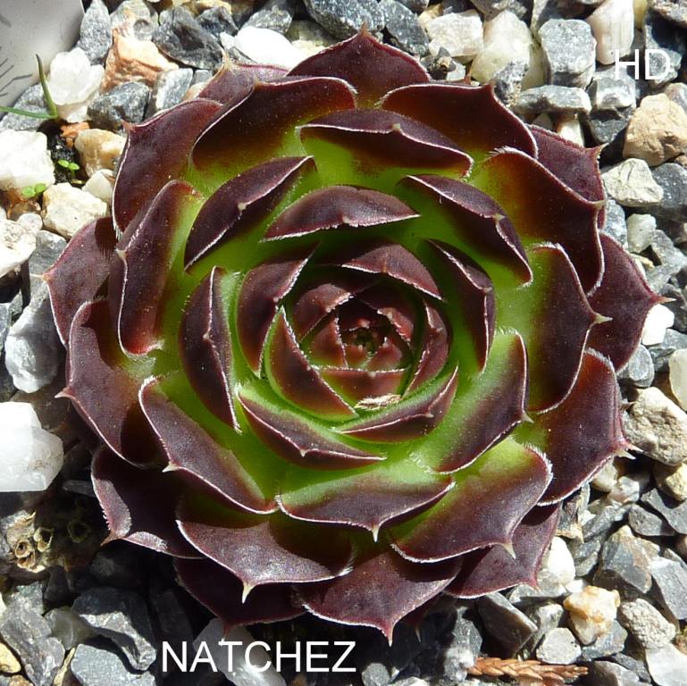 Natchez / Jovi