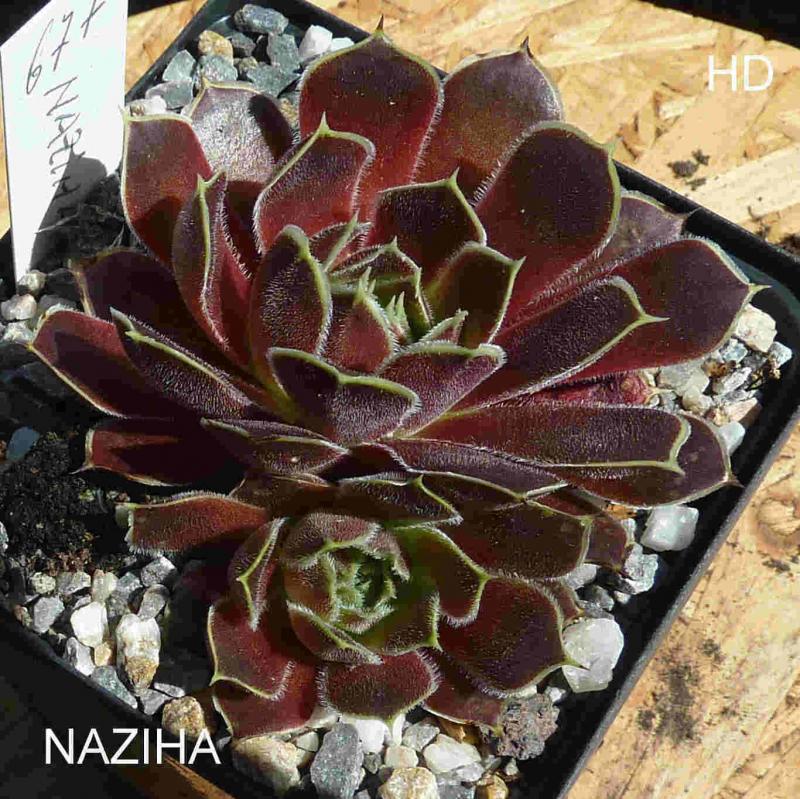 Naziha / Jovi