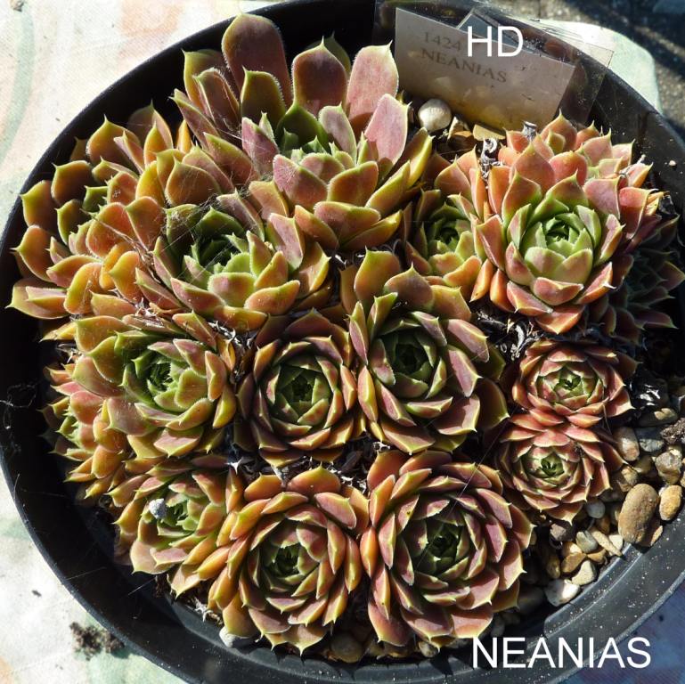 Neanias / Jovi