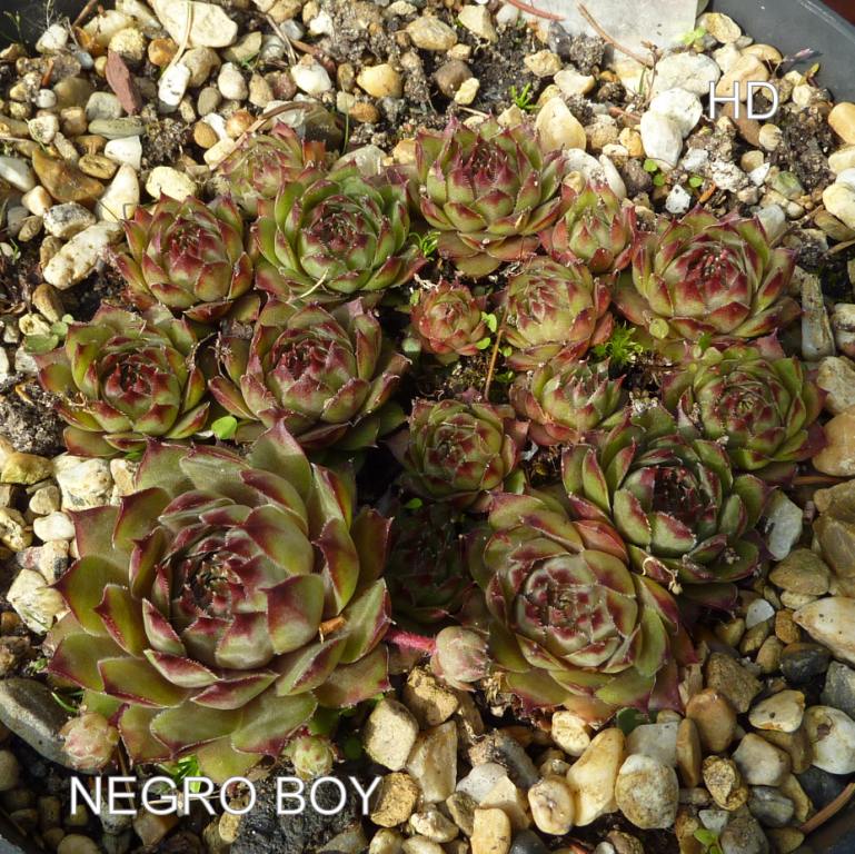 Negro Boy