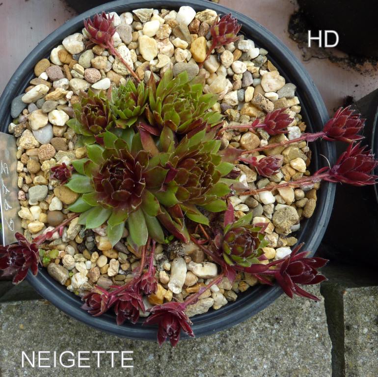 Neigette