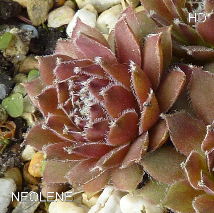 Neolene