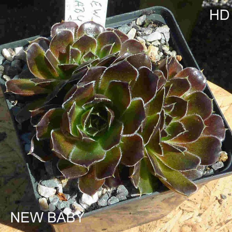 New Baby / Jovi