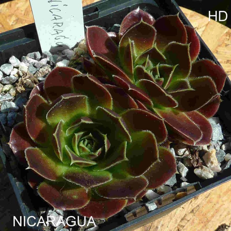 Nicaragua / Jovi