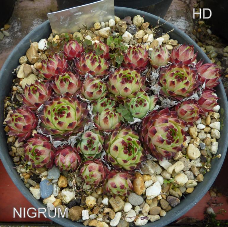 Nigrum ( III )