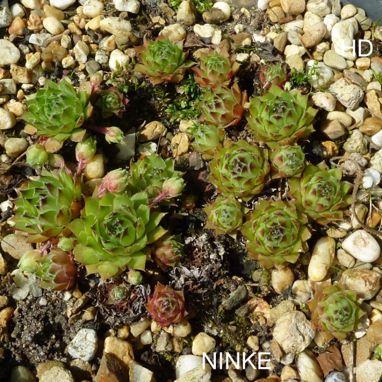 Ninke