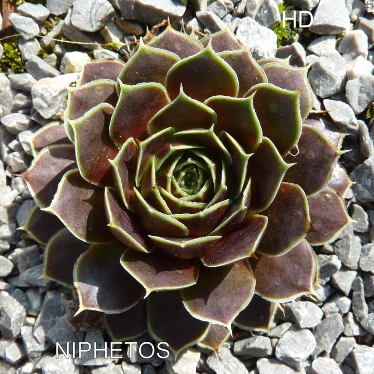 Niphetos / Jovi