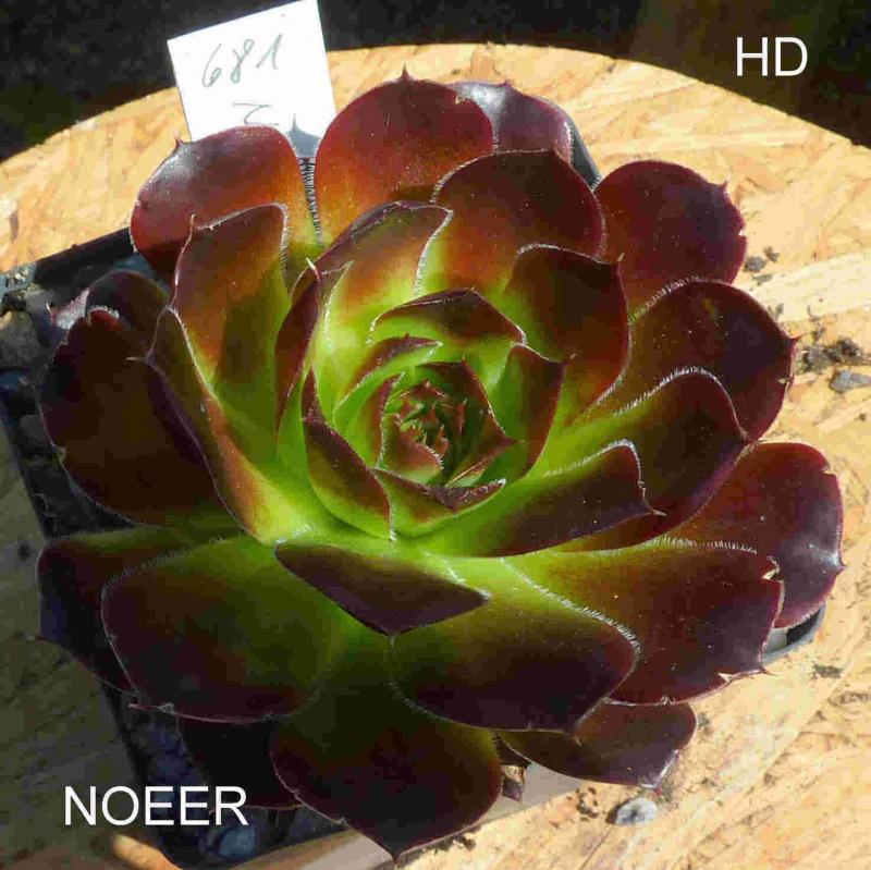 Noeer / Jovi