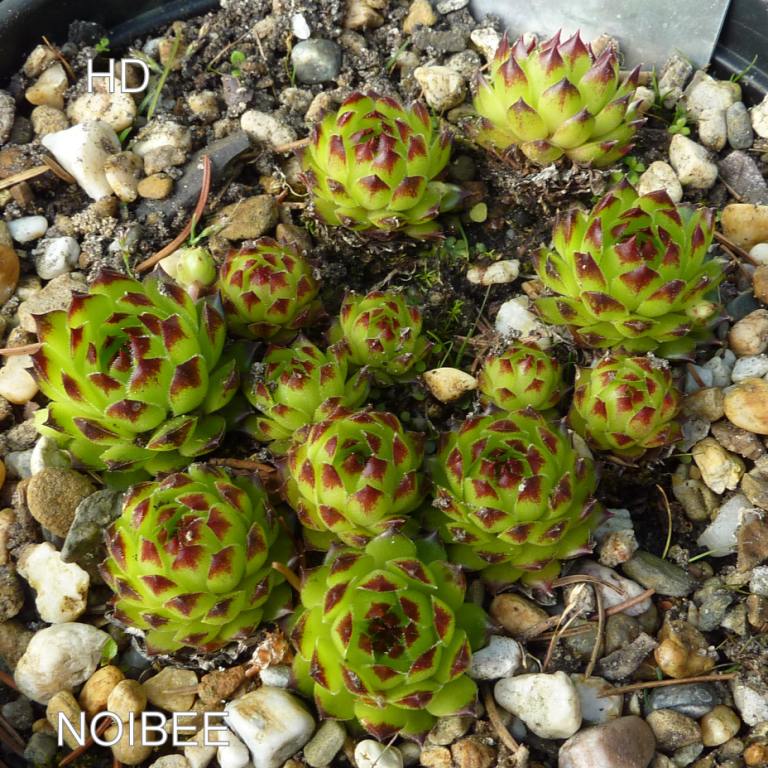Noibee