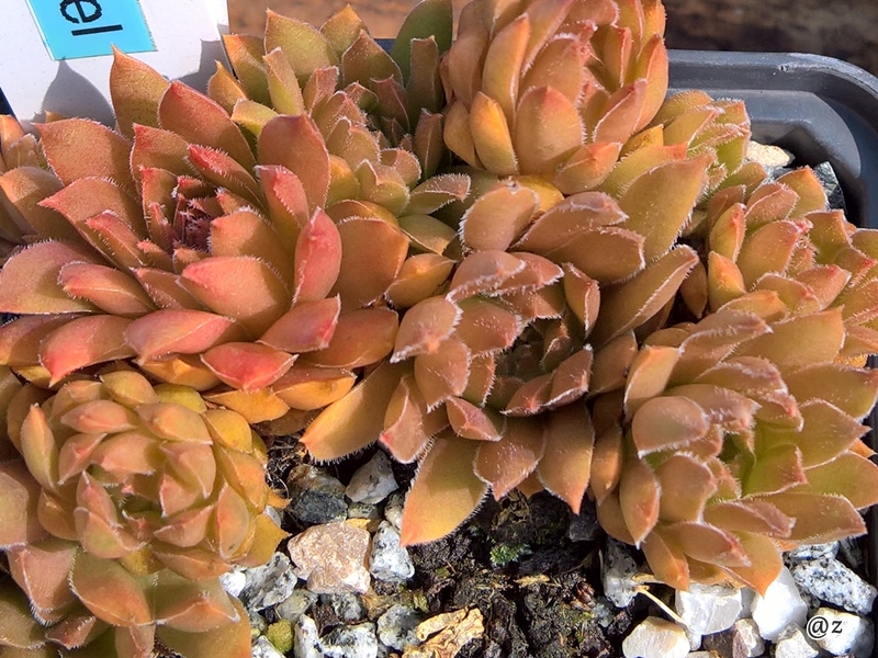Nouveau Pastel