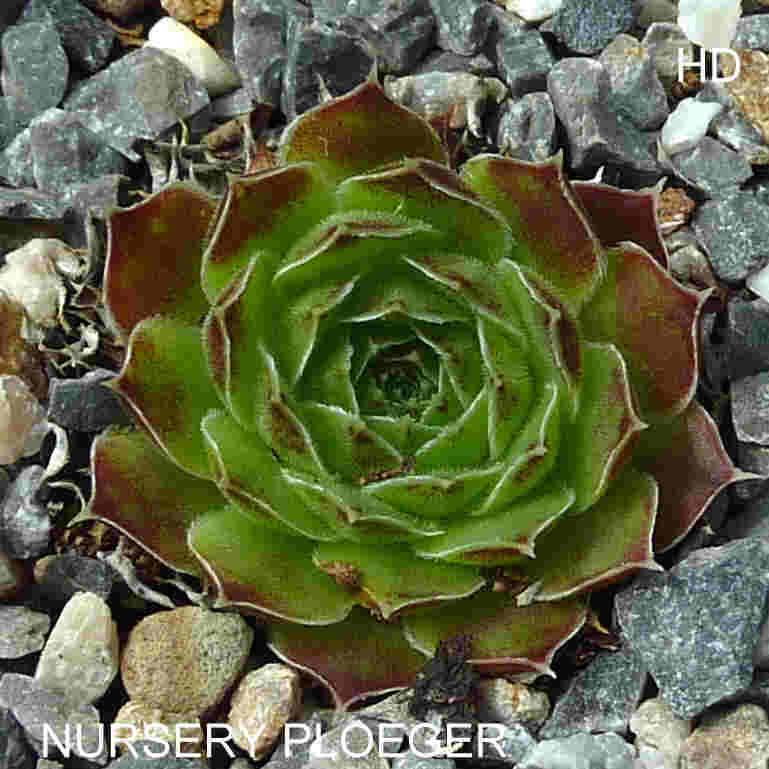 Nursery Ploeger / Jovi