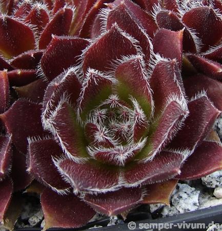Obaldina