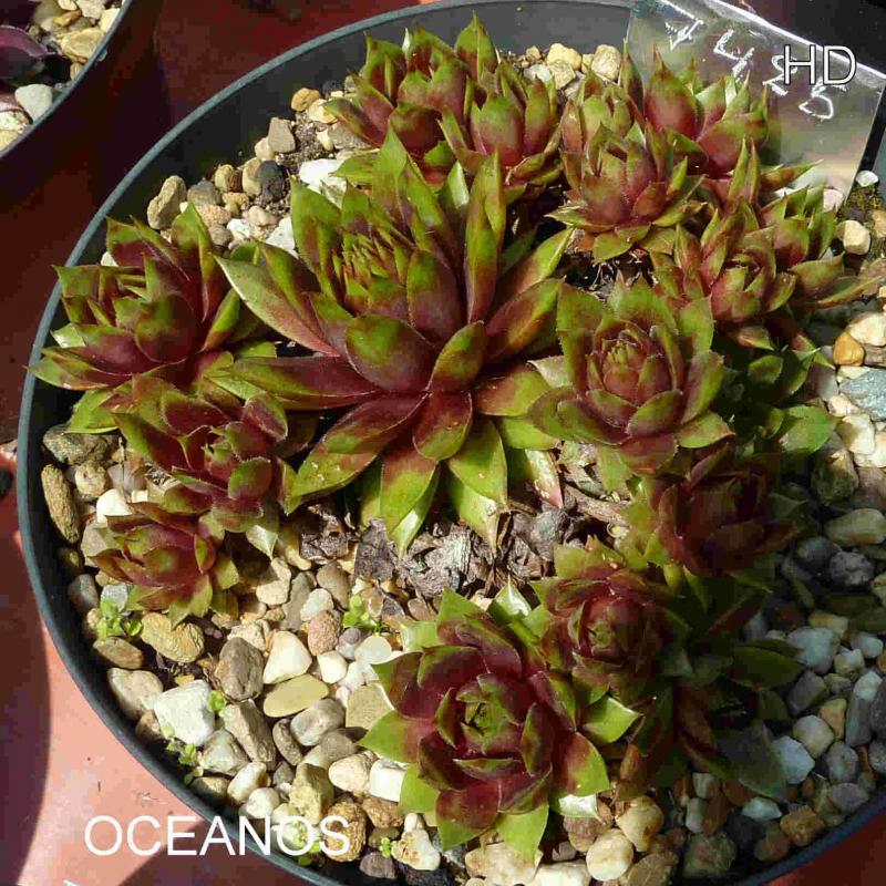 Oceanos