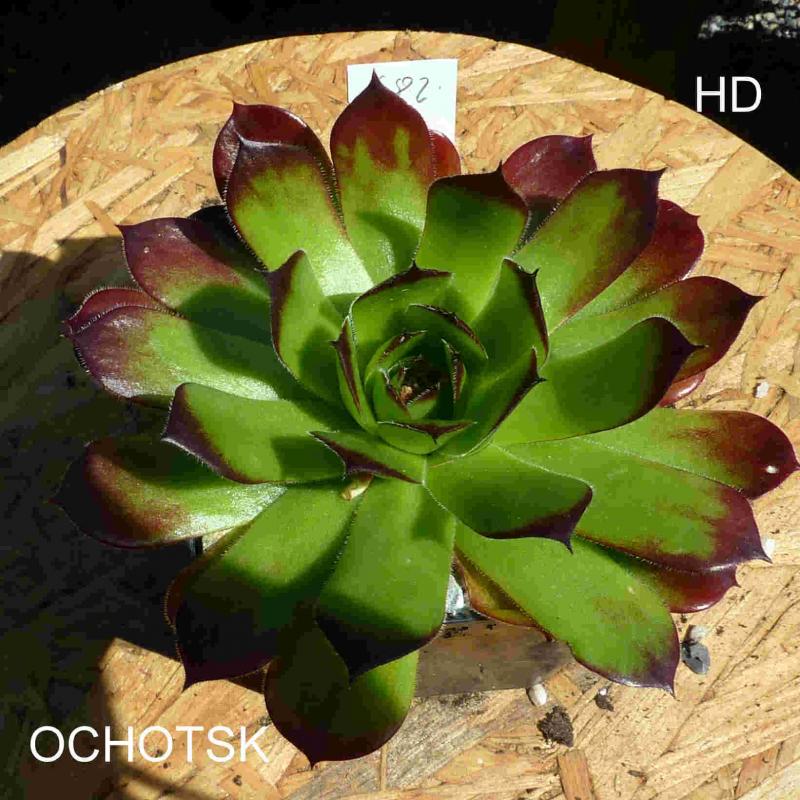 Ochotsk / Jovi