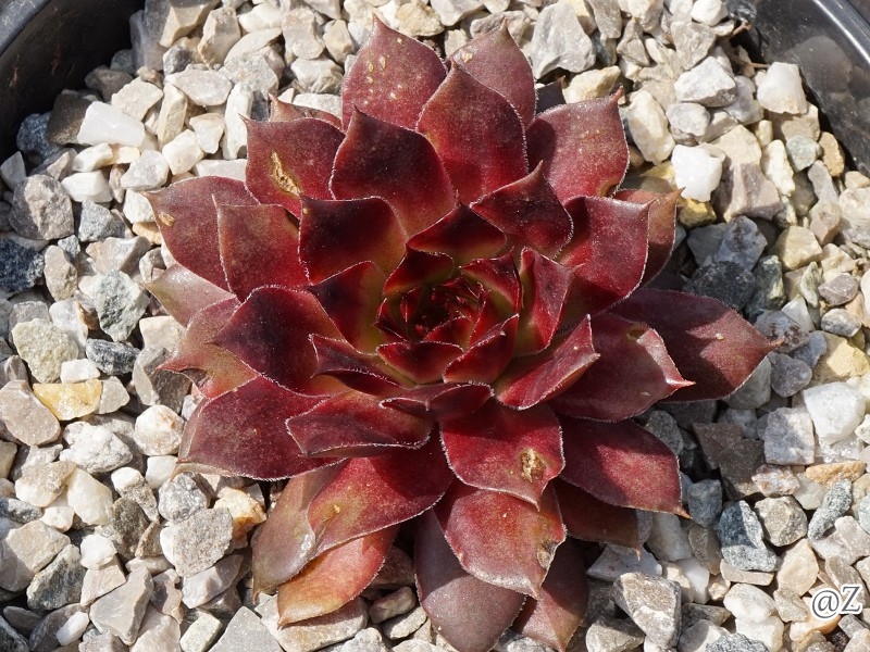Oclea