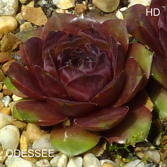 Odessee