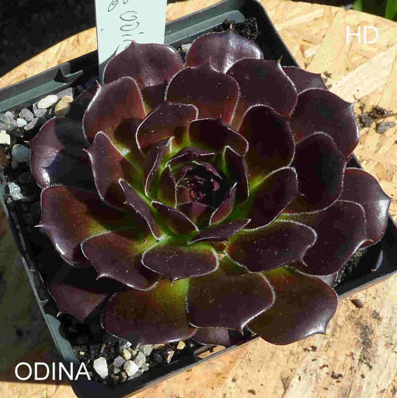 Odina / Jovi