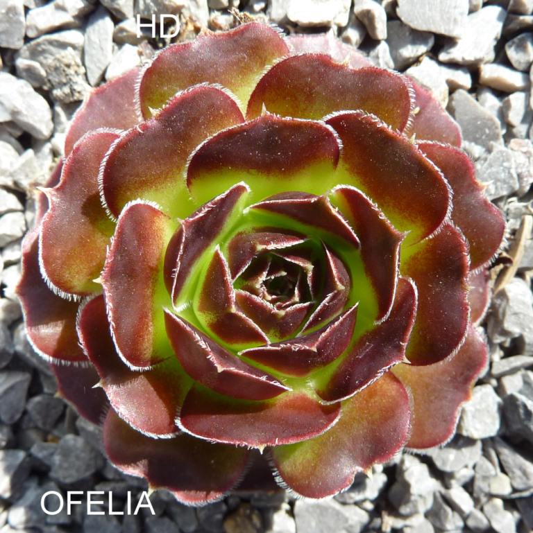 Ofelia / Jovi