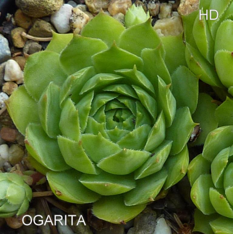 Ogarita