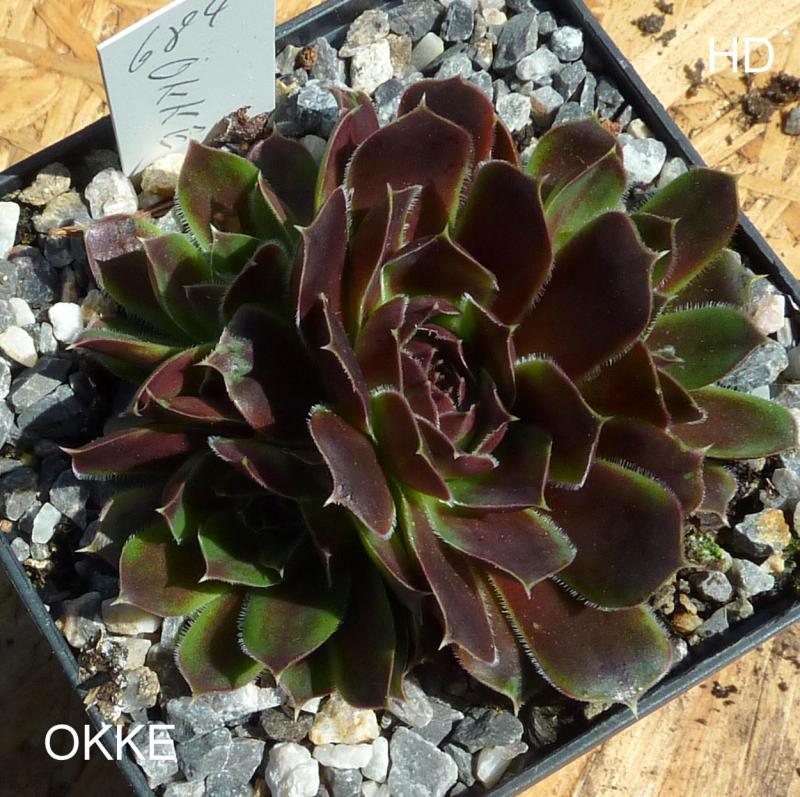 Okke / Jovi