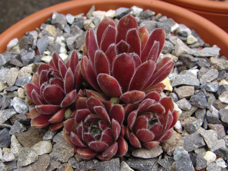 Niphetos