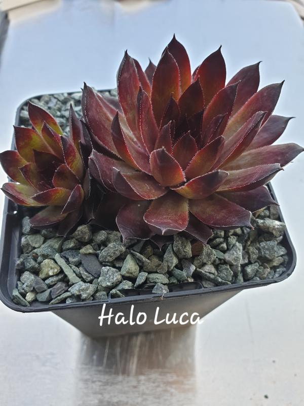 Halo Luca
