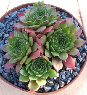 Hall's Variety